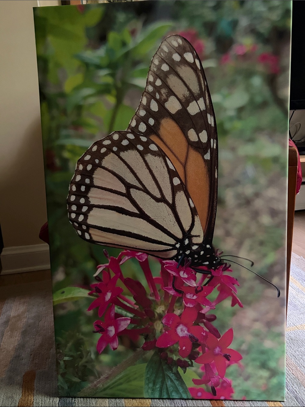 Monarch Butterfly Canvas Wall Art